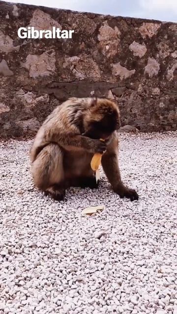 Долгожданная встреча с обезьянами на Гибралтаре #gibraltar #shorts #vanlife #travel #uk #funnyvideo смотреть онлайн