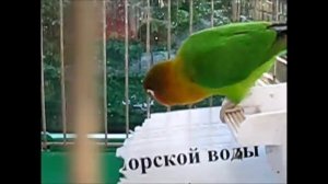 ПОПУГАЙЧИКИ и КАНАРЕЙКА