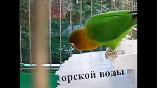 ПОПУГАЙЧИКИ и КАНАРЕЙКА