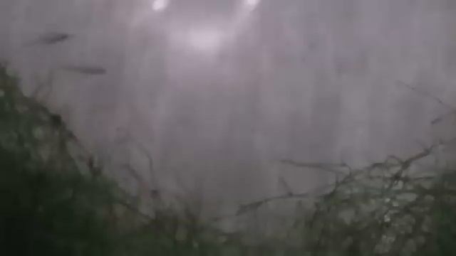 Boraras urophthalmaides смотреть онлайн