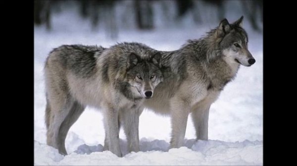 Руслан Добрый и Tural Everest Волки мы ночных лесах / Ruslan Dobriy Tural Everest Volki