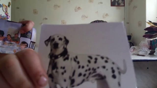 Карточки домана. Породы собак и др. смотреть онлайн