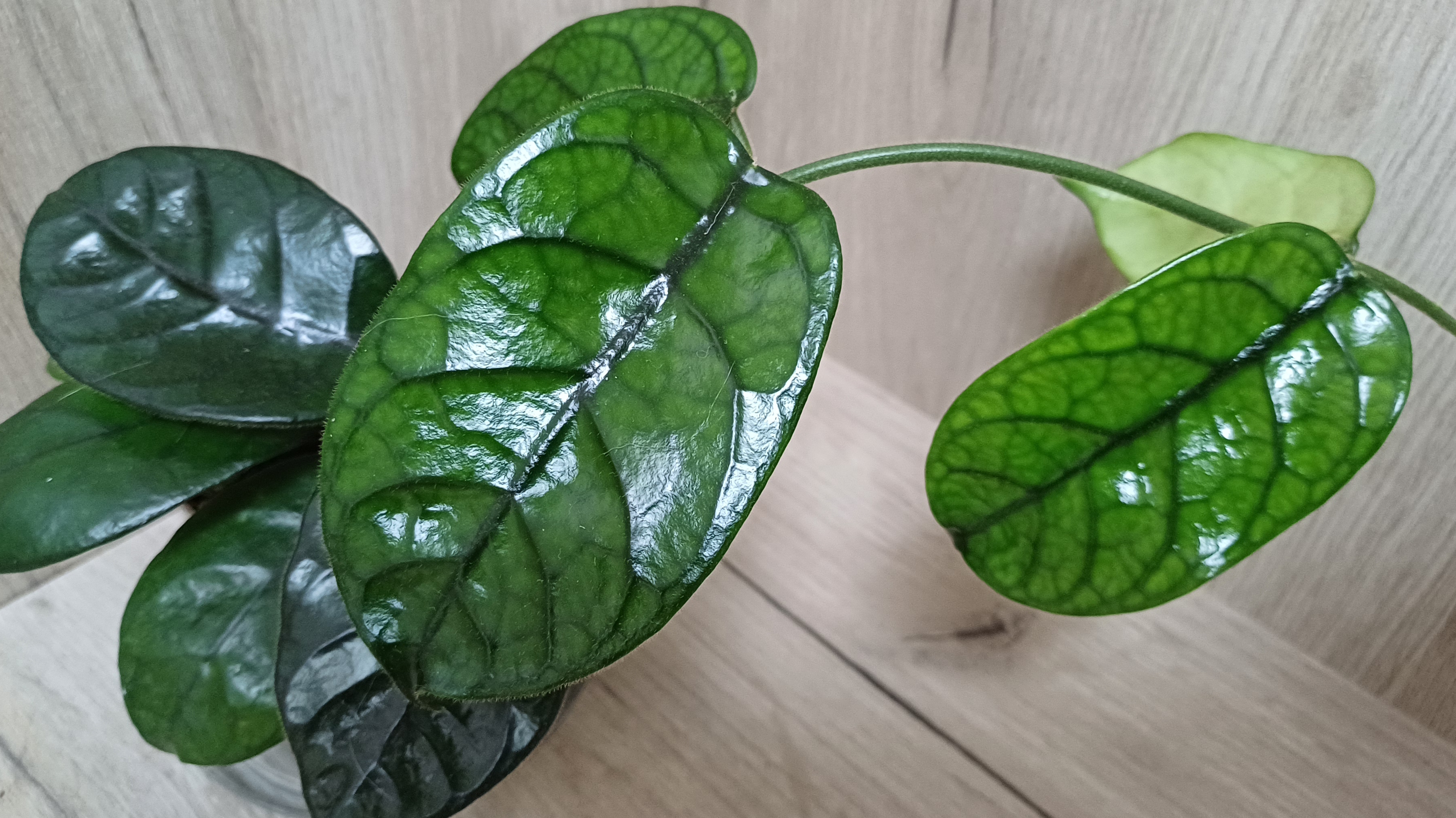 Хойи🌿 Февраль25'❄️ Полный обзор моей коллекции❤️☘️☀️ смотреть онлайн