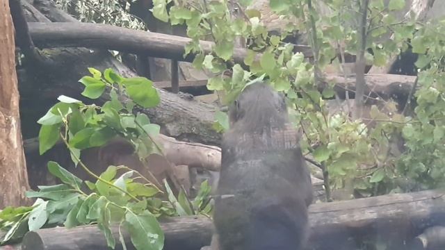 Capybara bathing 😋 смотреть онлайн