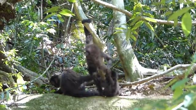 macaco-prego (Sapajus nigritus) смотреть онлайн