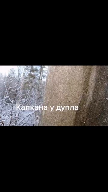Капкан у дупла