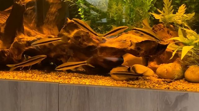 Crossocheilus & Epalzeorhynchos смотреть онлайн