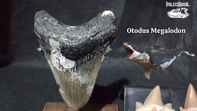Otodus Obliquus - O terror dos mares do Paleoceno. смотреть онлайн
