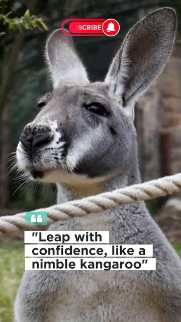 #kangaroo #animals #nature смотреть онлайн