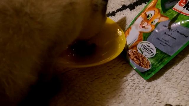 Фрискас с курочкой или китикет с телятиной для котенка.. ? смотреть онлайн