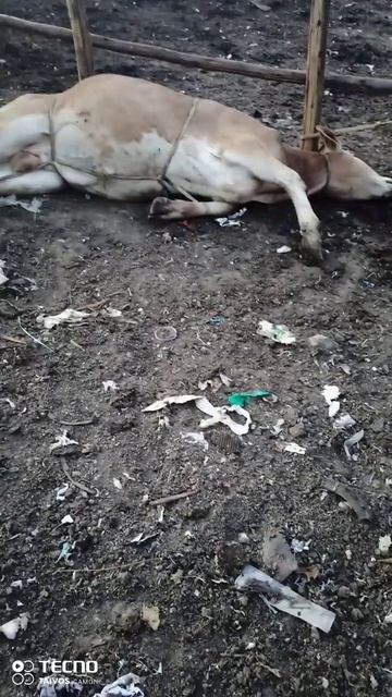 Most prefered organ by hyena watch how is being touched смотреть онлайн