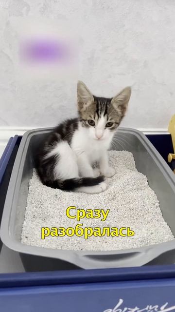 😩Нашла Котенка со Сломанной Лапкой😢 смотреть онлайн