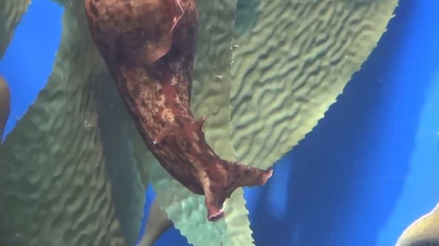 California Sea Hare - Aplysia californica смотреть онлайн
