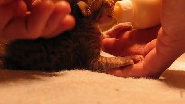Savannah f4 kitten feeding смотреть онлайн