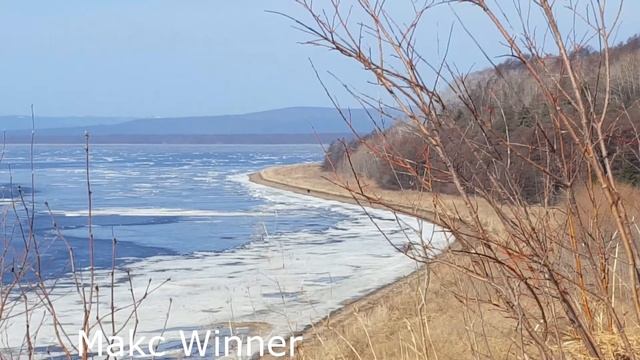 Прогулка бурого медведя смотреть онлайн