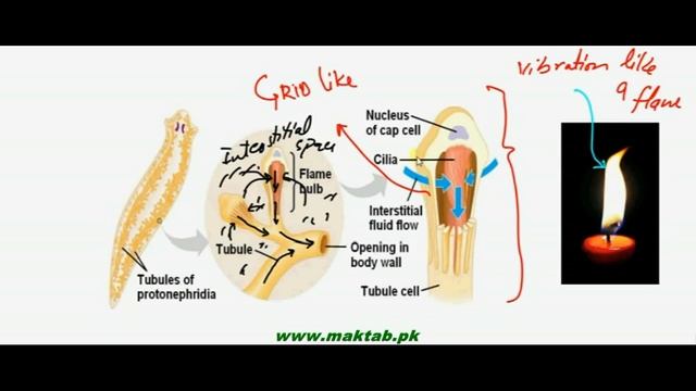 FSc Biology Book2, CH 15, LEC 8: Excretion in Hydra and Planaria смотреть онлайн