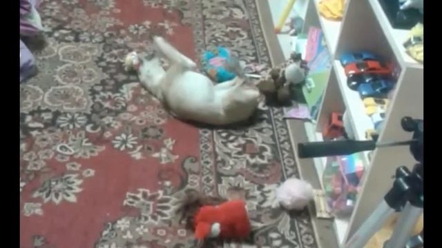 Собачка и мячик смотреть онлайн