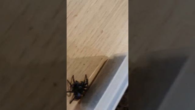 New Video: A guide to the elusive Male Eastern Mouse Spider( Missulena Bradleyi) смотреть онлайн