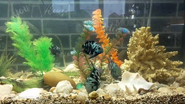 Рыбы✌️😉👍 смотреть онлайн