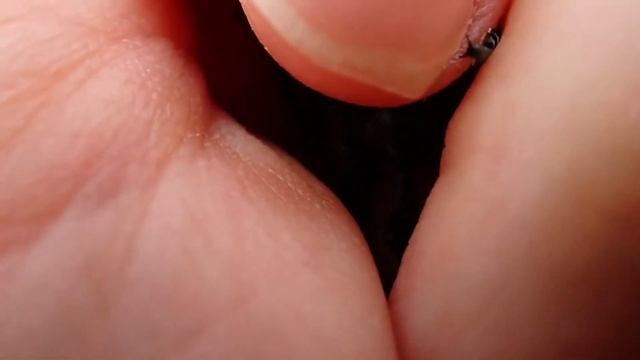 ゴマダラカミキリの鳴き声 смотреть онлайн