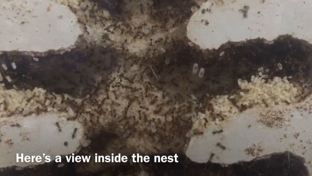 Pheidole megacephela update смотреть онлайн