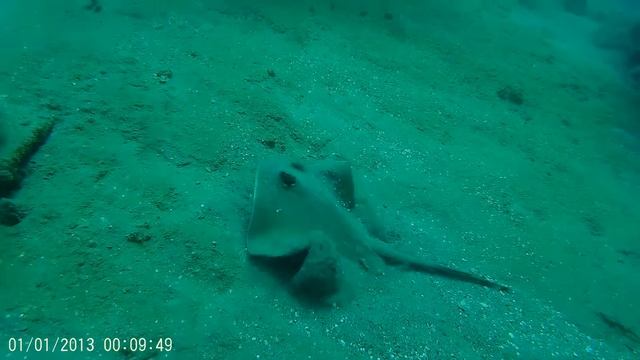 Stingray смотреть онлайн