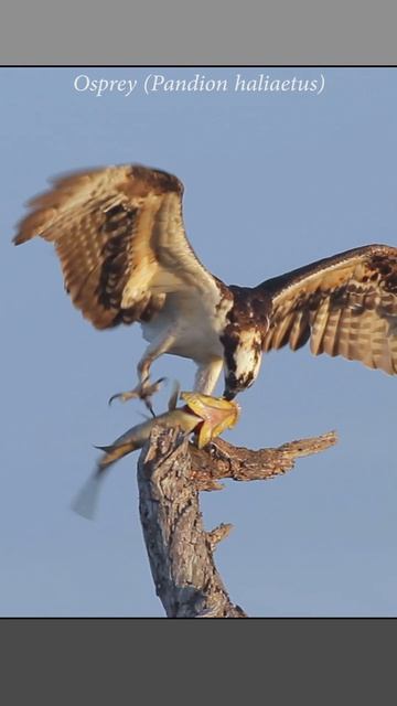 Osprey begins feeding on a very large and lively bay bass #predator #osprey смотреть онлайн