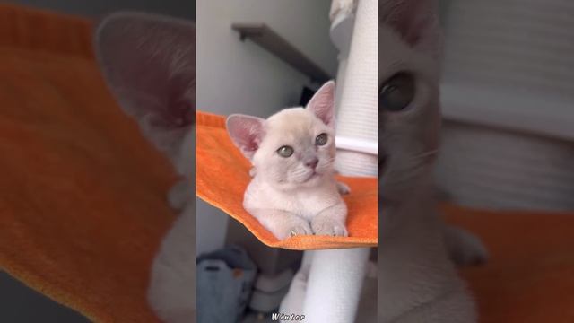 ❇️Лиловый мальчик Winter Freya Way 😻🤍 Настолько нежный и ласковый, что замирает сердце🥰 смотреть онлайн