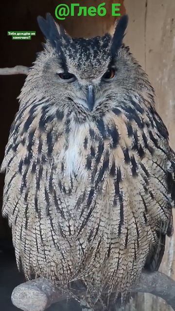 Тебя дождём не намочило? #филиппфилиппыч #nature #animals #owl #i #природа #животные #филин #сова # смотреть онлайн