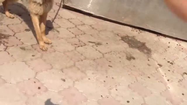 Собаки любят самолёты :))) ! смотреть онлайн
