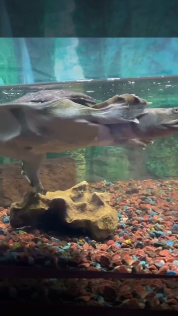 Разновидность морской черепахи смотреть онлайн