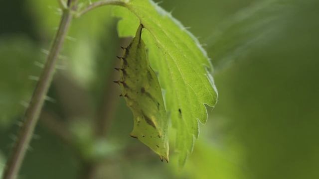 Drei junge Puppen des Tagpfauenauges (Aglais io) auf Brennnessel смотреть онлайн
