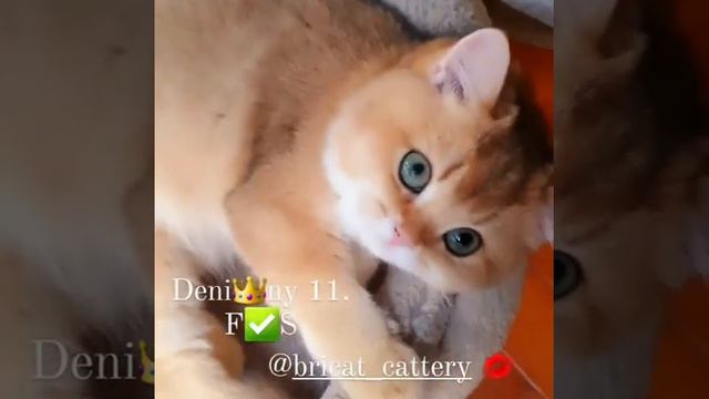 Deni ny 11 / GoldWealth британские котята смотреть онлайн