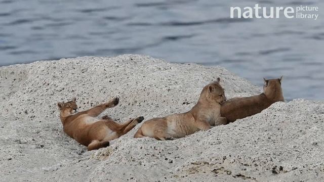 Female Puma with two cubs resting on rock, Patagonia, Chile смотреть онлайн