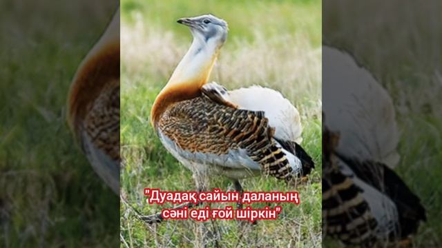 "Дуадақ сайын даланың сәні еді ғой шіркін" смотреть онлайн