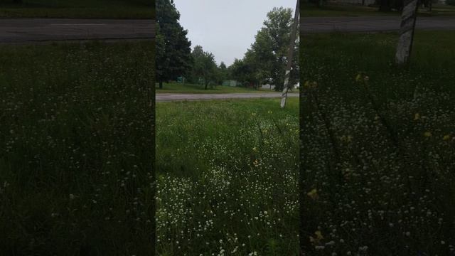 свора собак управы нет смотреть онлайн