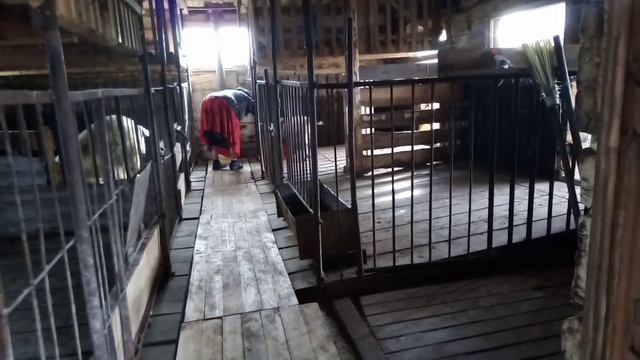 Утреннее кормление. Чешим Машку. Крашу гусиные яички 😆 смотреть онлайн