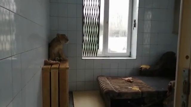 Зевс и Киара 2 смотреть онлайн