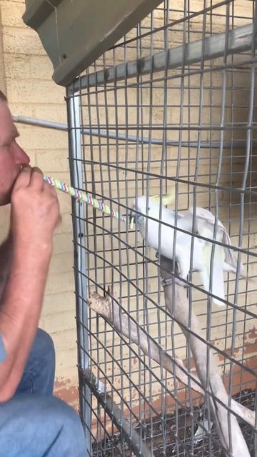 Cockatoo rips mans face OFFF #birds #cuteanimals смотреть онлайн