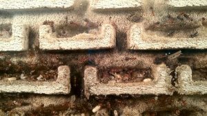 Formicarium - Formica sanguinea