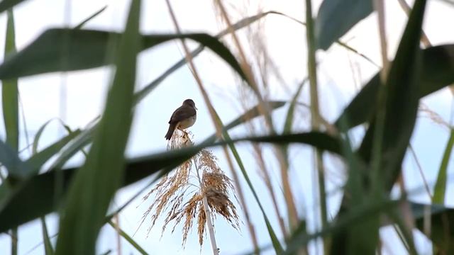 Eurasian Reed Warbler | Carricero común cantando en el Tancat de Milia смотреть онлайн