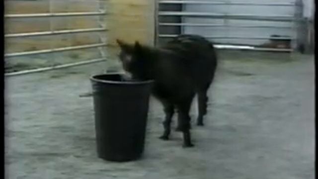 Lotsa and Lotsa Llama Tricks смотреть онлайн