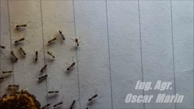 Hormiga Argentina (Linepithema humile) - Acicalamiento смотреть онлайн