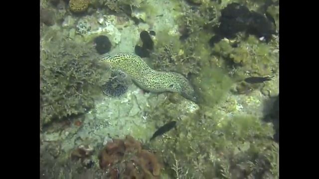 Diving with muren Santorini island Greece смотреть онлайн