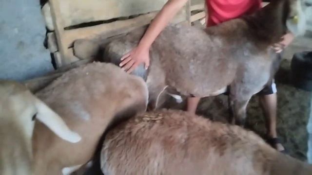 Рост 95, Линия Корабль Жашы 1жаш 3ай Баасы 70 000 сом Номер 0999400907 смотреть онлайн