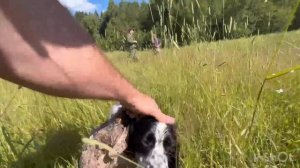 охота на выпускного фазана