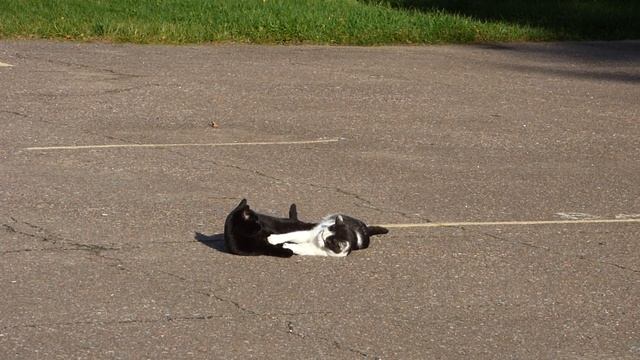 КАРАЧАРОВСКИЕ КОШКИ. Выступление на площади перед ДК смотреть онлайн