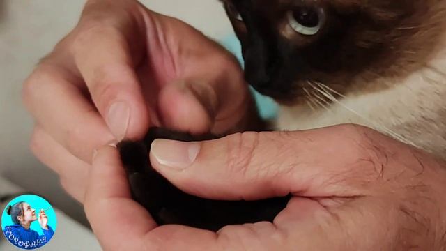 Когтерезка для кота с AliExpress! Дёшево и сердито? смотреть онлайн