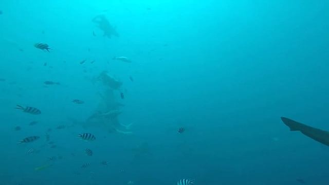 Diving with bull sharks in Fiji part 2 смотреть онлайн