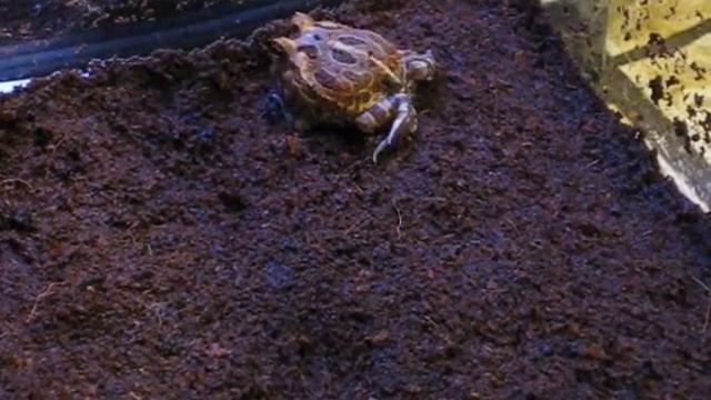 Pissant's first meal смотреть онлайн